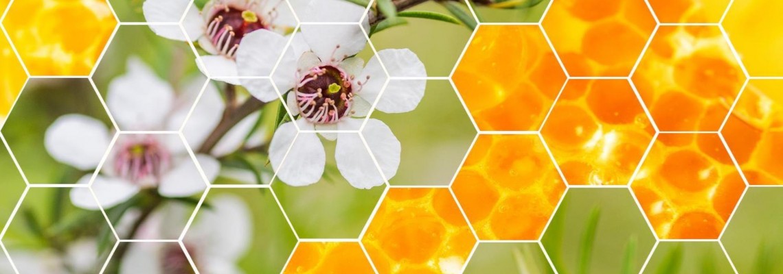“液体黄金”——麦卢卡蜂蜜(Manuka Honey)到底“贵”在何处? “液体黄金”——麦卢卡蜂蜜(Manuka Honey)到底“贵”在何处?