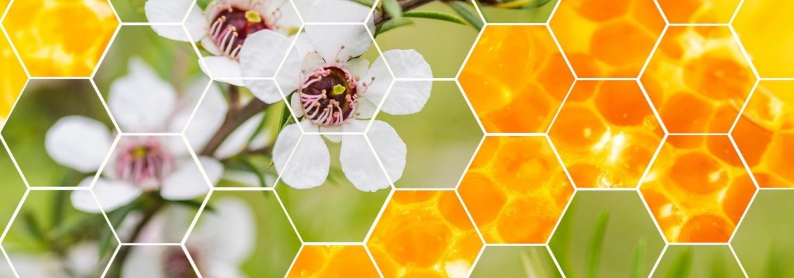 “液体黄金”——麦卢卡蜂蜜（Manuka Honey）到底“贵”在何处？