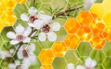“液体黄金”——麦卢卡蜂蜜(Manuka Honey)到底“贵”在何处? “液体黄金”——麦卢卡蜂蜜(Manuka Honey)到底“贵”在何处?