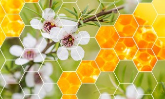 “液体黄金”——麦卢卡蜂蜜（Manuka Honey）到底“贵”在何处？